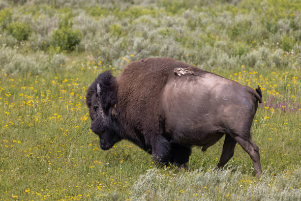 istock Bison Bull in Yellowstone in Summer 1413848205