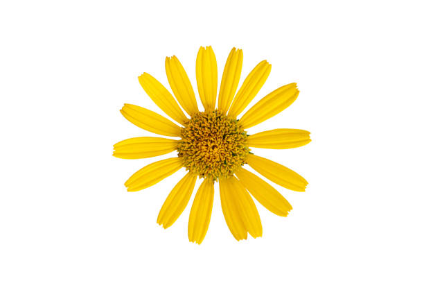 istock Yellow ox-eye flowerhead, isolated on white background 1413848882