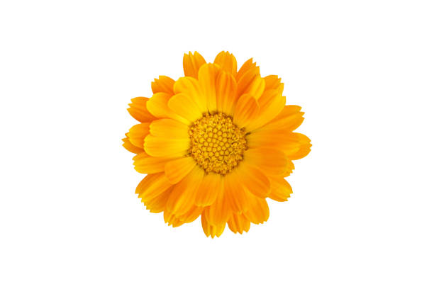 Common marigold flowerhead, isolated on white background