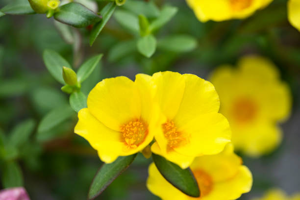 istock pretty Portulaca 1413848977