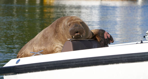 Freya the walrus relaxing on a speedboat on Snarøya, Bærum  Norway Bærum, Norway - August 6, 2022  Female walrus known as "Freya" probably left Svalbard alone in 2019 and stayed in Bærum in July/August 2022. She is approximately 5 years old. walrus stock pictures, royalty-free photos & images