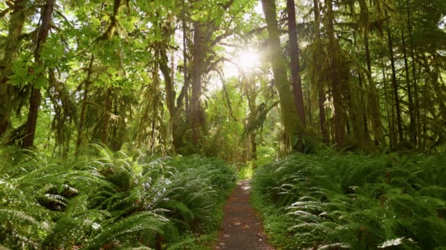 Rain forest in Olympic National Park, Washington, United States. Camera moves along  path among trees overgrown with moss and bushes.   4K gimbal shot