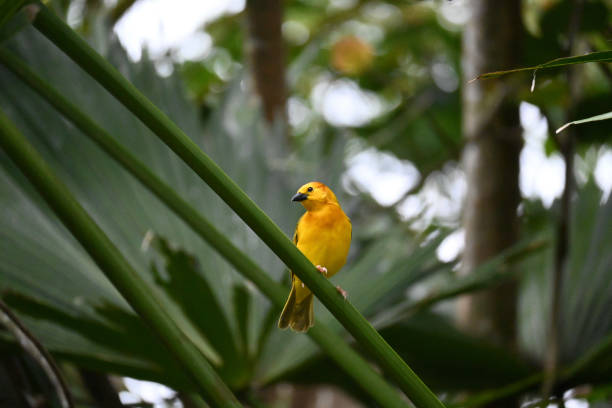Yellow song bird on a limb.