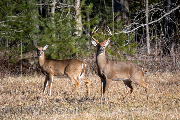 istock Whitetail buck and doe in the field. 1413851391