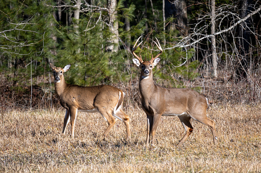 Whitetail buck and doe in the field.