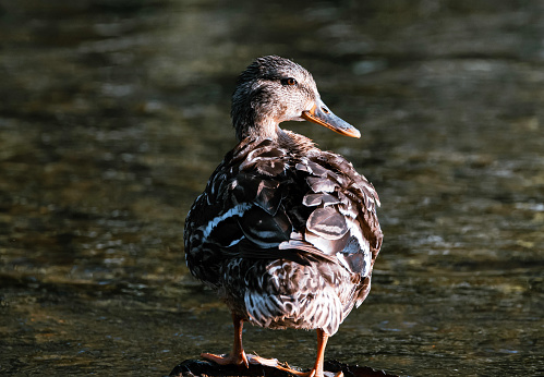 Mallard Female Duck in the water.