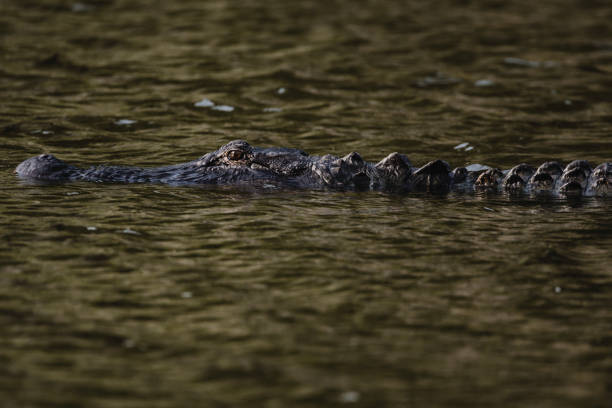 istock Alligator in the pond. 1413851416