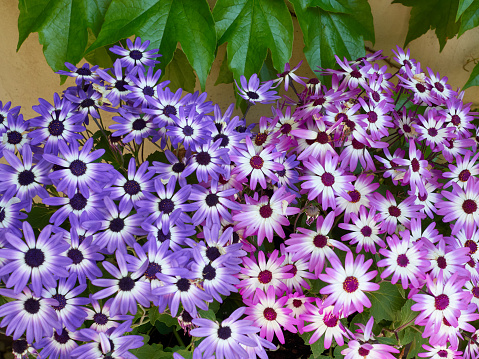 Close-up of purple and pink Pericallis X Hybrida, also called Cineraria, Florist’s Cineraria or Senetti Cineraria. It is a flowering plant in the family Asteraceae