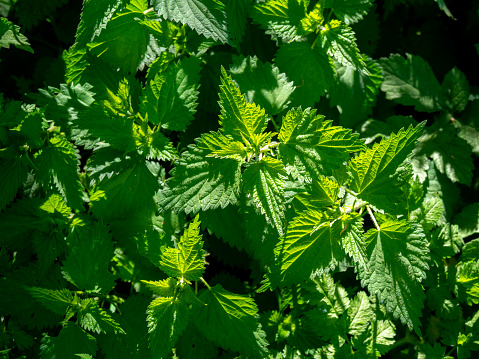 A clump of bright green stinging nettles (Common nettle or Urtica dioica) in woodland on a sunny morning in Springtime.