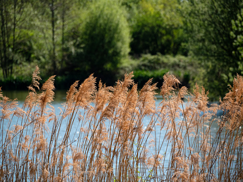 Blue water with tall golden grasses growing at Romney Marsh