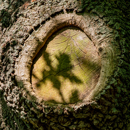 Part of a tree which has been attacked by woodworm. An oak twig is casting a dark shadow in the bright Spring sunshine inside the frame made by the removal of a branch in the distant past.