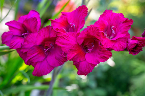 flor de gladiolo rosa en flor en un día de verano fotografía macro. - gladiolus fotografías e imágenes de stock