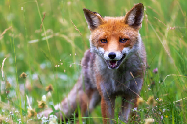istock Red fox in the meadow 1413854226