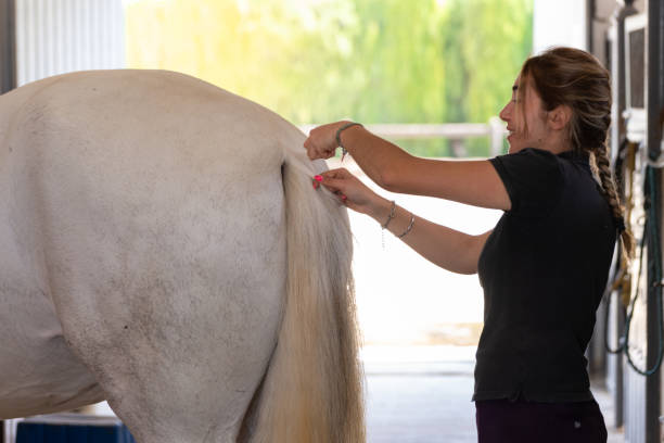 istock Young girl combs a horse's tail in a braid. 1413856108