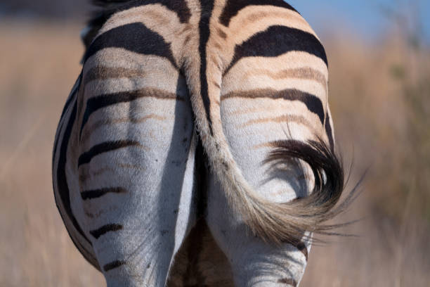 Backside of a Striped Zebra with tail wagging and curling