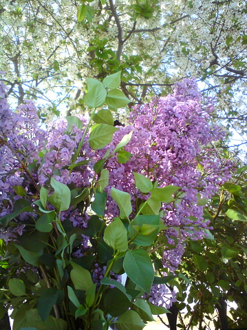 Syringa vulgaris, an endemic Balkan aromatic tree that blooms at the orthodox Easter.