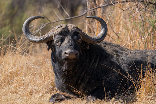 A yellow-billed oxpecker sitting on a buffalo’s head.