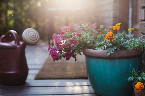flower,  flower pot, watering can, residential building,  front stoop