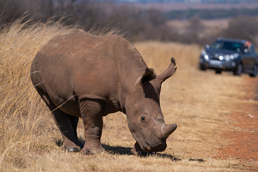 Single rhinoceros in savannah close to tree