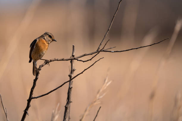 istock Beautiful Single African Stonechat perched on a Twig in the bush veld  calling for a mate 1413856723