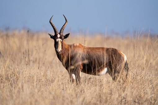 Single Blesbok Blesbuck walking through the field looking for graze and eating while looking for predators during the winter months in Rietvlei nature reserve in South Africa during a safari Drive