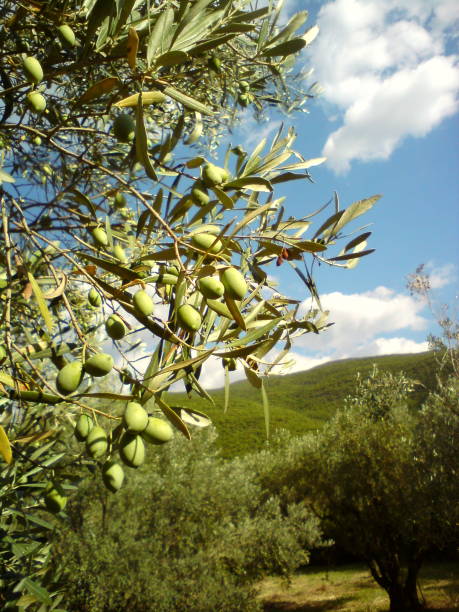 istock Olive tree branch in an olive grove 1413856798