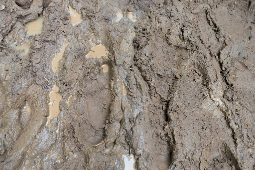 Foot trace On the muddy area of nature.