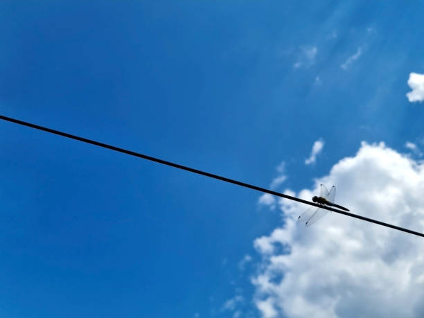istock Dragonfly sits on a wire against the blue sky. Summer mood. Selective focus 1413857321