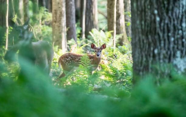 istock Young Fawn In the Woods 1413857611