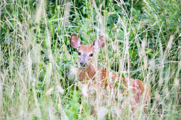 istock Young Fawn In the Woods 1413857618