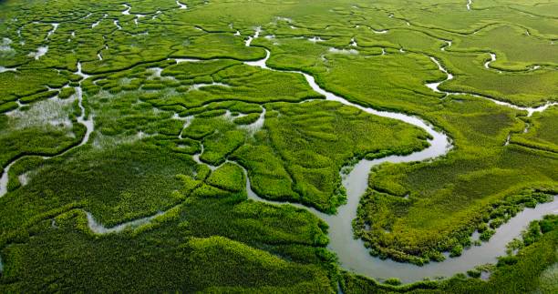 istock Hilton Head Island Low Country Marsh 1413858275