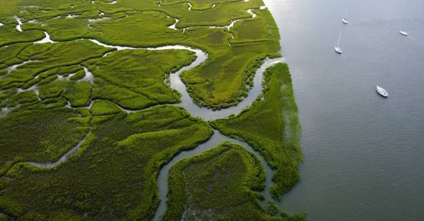 istock Hilton Head Island Low Country Marsh 1413858280