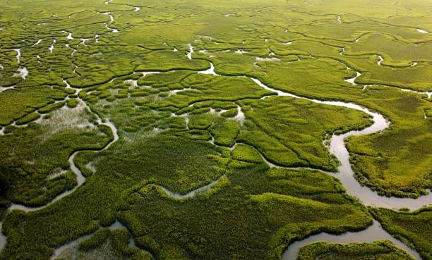 istock Hilton Head Island Low Country Marsh 1413858283