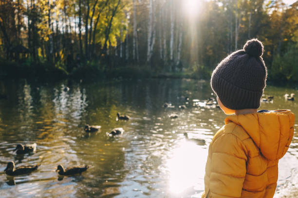 istock Little boy feed ducks on the lake 1413858370
