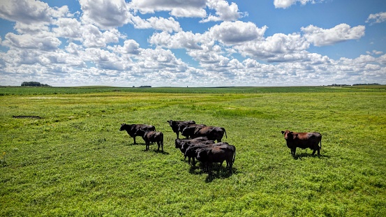 A small herd of cattle in an open pasture.