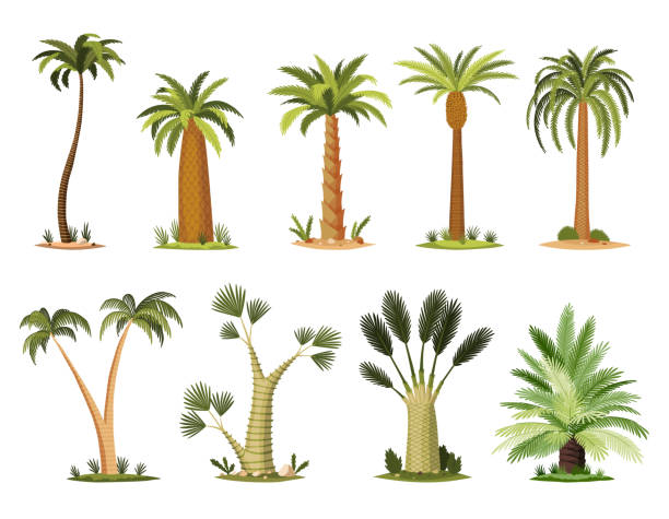 Palm trees with green leaves top and trunks. Collection of different kind tropical trees, exotic fruitful tree. Vector nature flora isolated on white background Palm trees with green leaves top and trunks. Collection of different kind tropical trees, exotic fruitful tree. Vector nature flora isolated on white background. palm tree cartoon stock illustrations