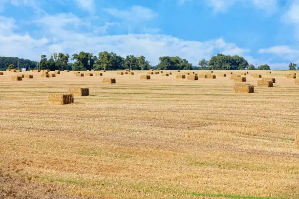 Photo of Rectangular sheaves of straw are neatly scattered across a harvested field of wheat.