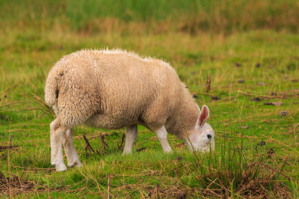 istock Sheep grazing in the pasture.Yorkshire Dales, Cumbria. 1413860344