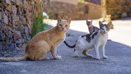 Stray cats looking at camera in an old village with stone houses on a summer day