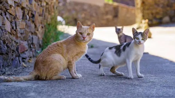 Photo of Stray cats looking at camera in an old village with stone houses on a summer day.