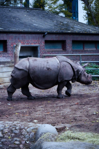 Young baby rhino walking along sandy path