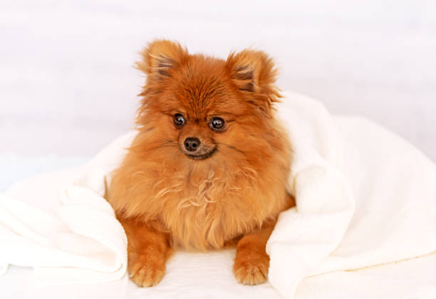 istock Close up Funny  Orange Pomeranian Spitz 1413861412