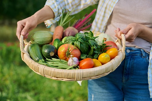 Close up basket of many different fresh raw organic vegetables in farmer woman hands, summer nature vegetable garden background. Harvest vegetables from organic farm, healthy food nutrition, gardening