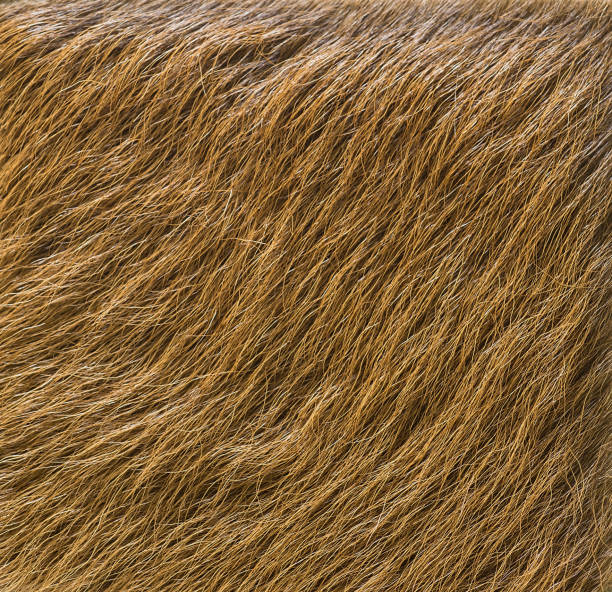 istock Skin and fur on the texture background 1413861531