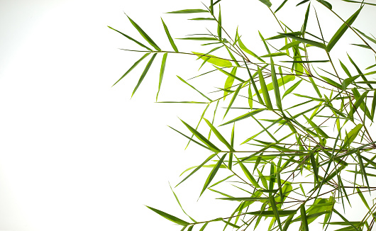 Bamboo leaves and branches are arranged on a white area.