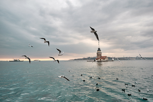 seagulls flying over the sea of marmara and maiden's tower during sunset.