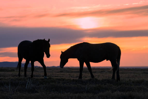 istock Wild Horses at Sunset in the Utah Desert 1413862867