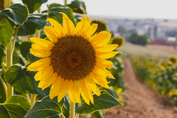 istock Sunflower in summer. Agriculture. Selective depth of field. 1413864224