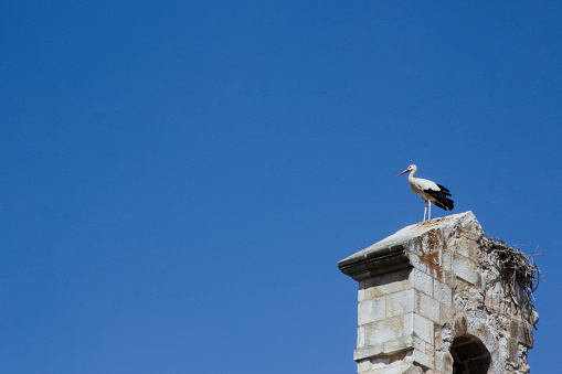 Detail of bell tower with stork. Copy space. Selective focus.