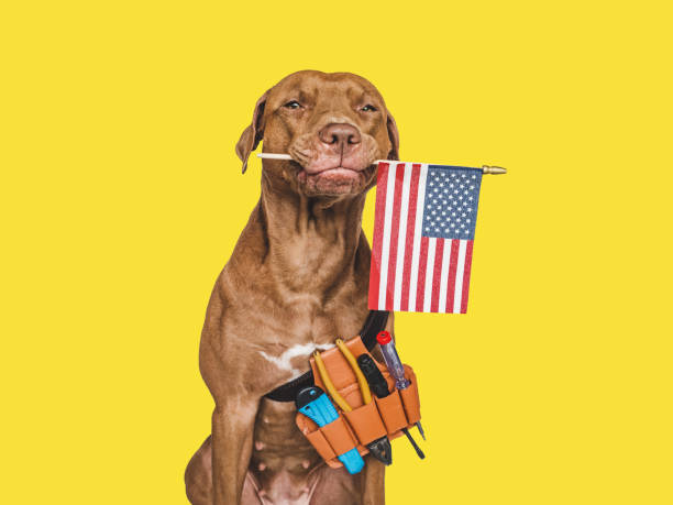 istock Lovable, pretty brown puppy and hand tools 1413865118